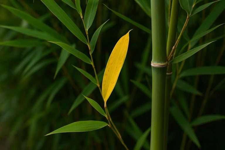 Bambu Bakımı ve Yapraklarının Korunması 
