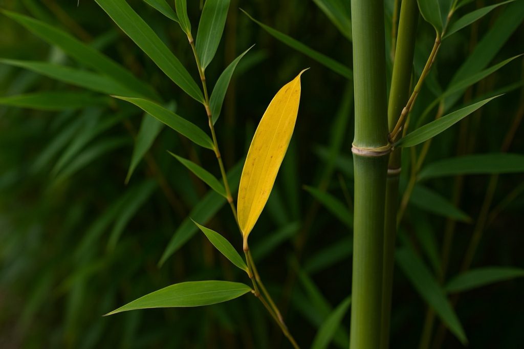 Bambu Bakımı ve Yapraklarının Korunması 